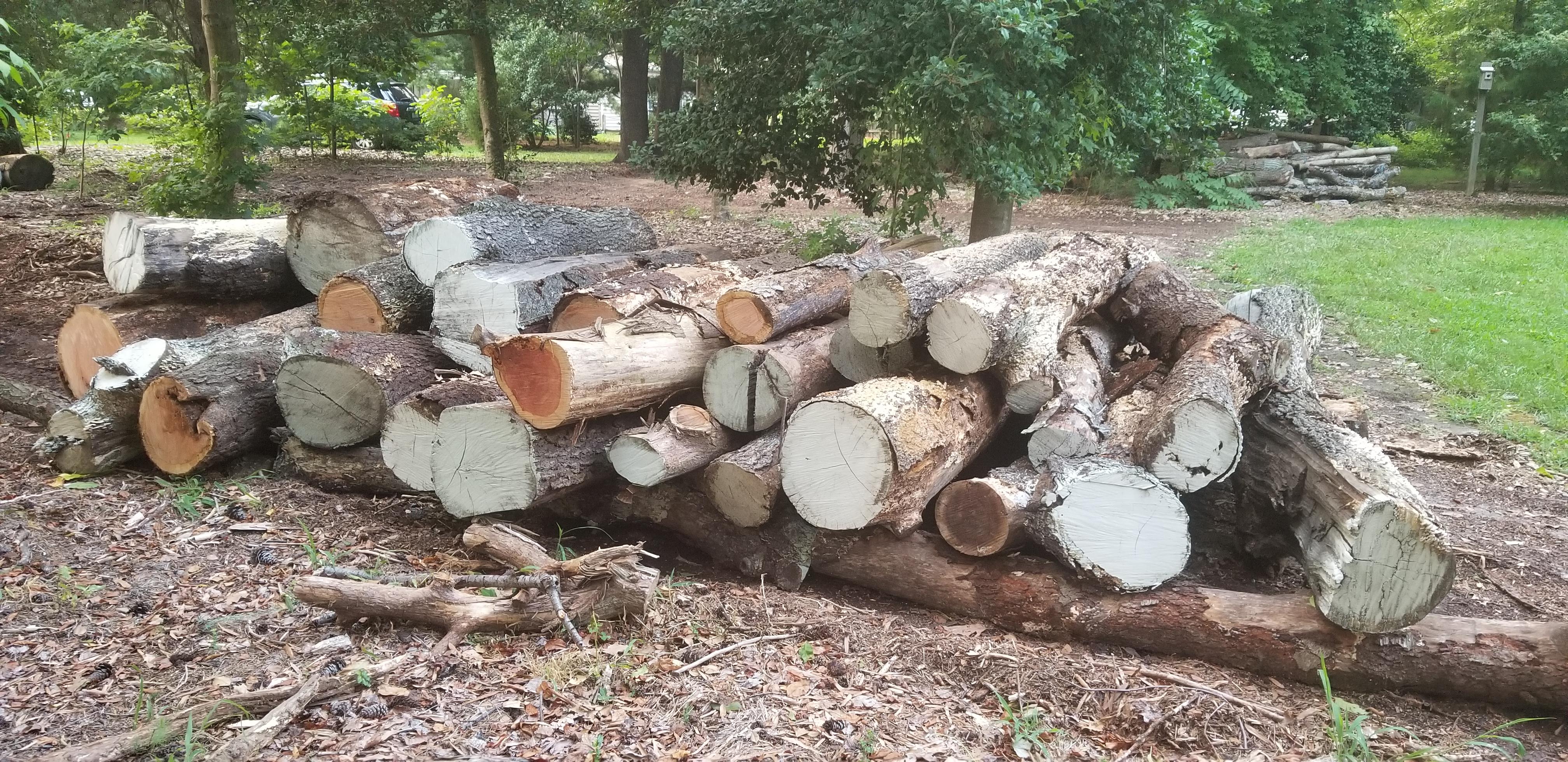 a_pile_of_logs_in_the_woods-EARF.jpg